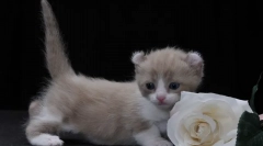 8 Породи котки с погрешни уши